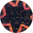 Ruth Magdalena-Profilbild